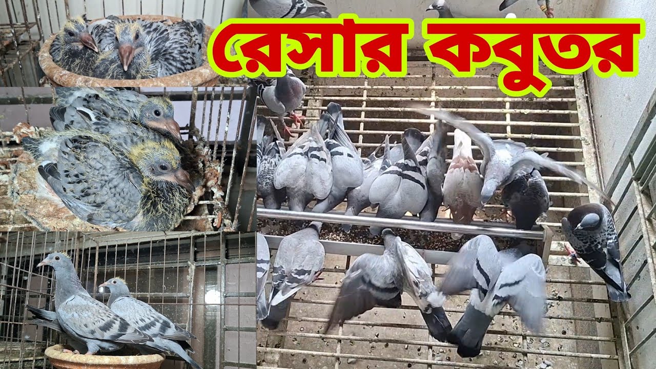বিদেশি ভালো জাতের রেসার কবুতর কালেকশন করুন। রেসার কবুতরের বাচ্চা। racing pigeon price