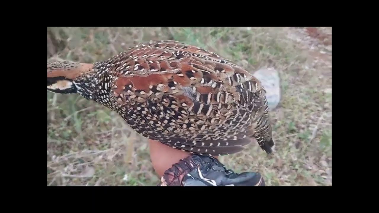 Lên thêm 1 e hàng tố chất gọt mồi . Gáy 2 tà rưỡi đấu căng gáy 3 tà . Chơi hơn 1 cái máy . 