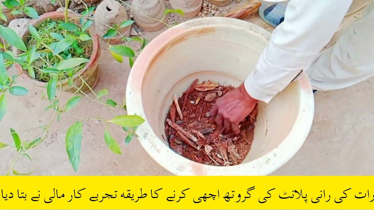 Raat Ki Rani ||raat Ki Rani plant care 2024 || all information (Urdu Hindi Punjabi)