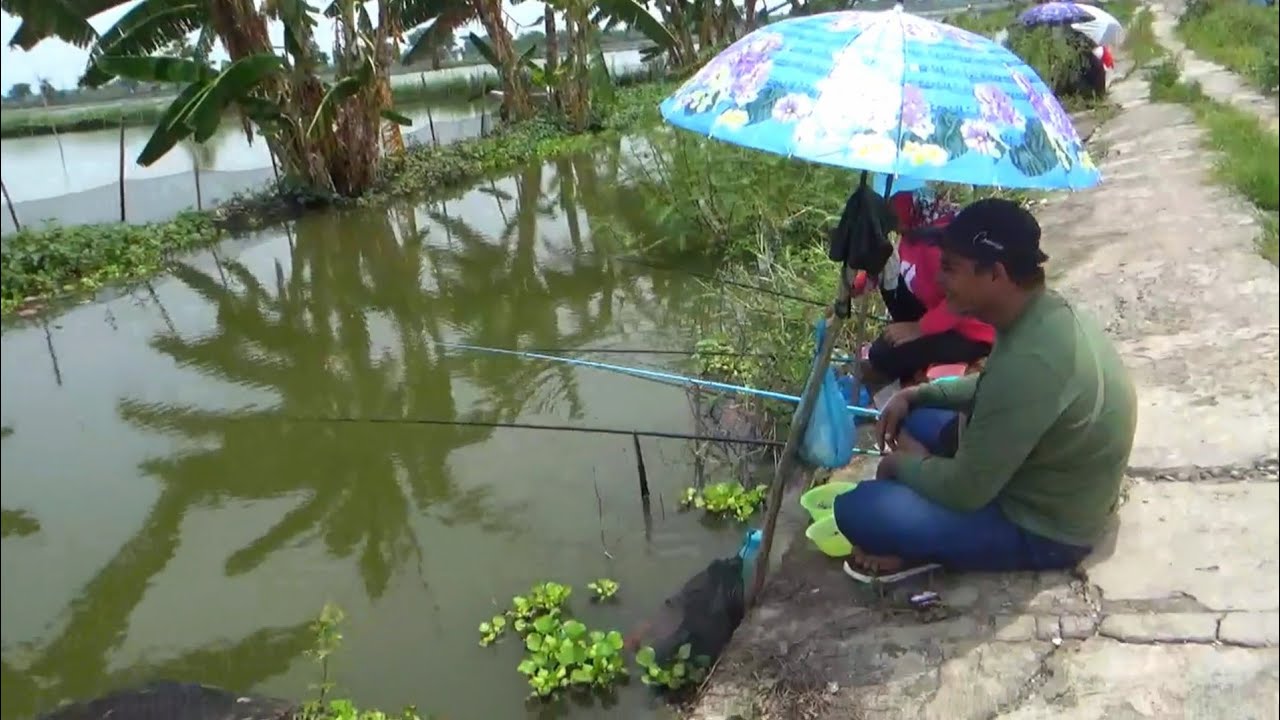 Gak kira² rezekinya pemancing suami istri ini mancing satu tempat panen ikan mas besar-besar