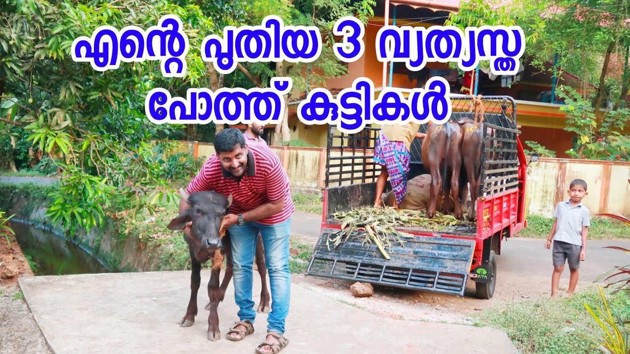 Buffalo farming malayalam [ECO OWN MEDIA] പോത്ത് വളർത്തൽ ലാഭകരമോ ?