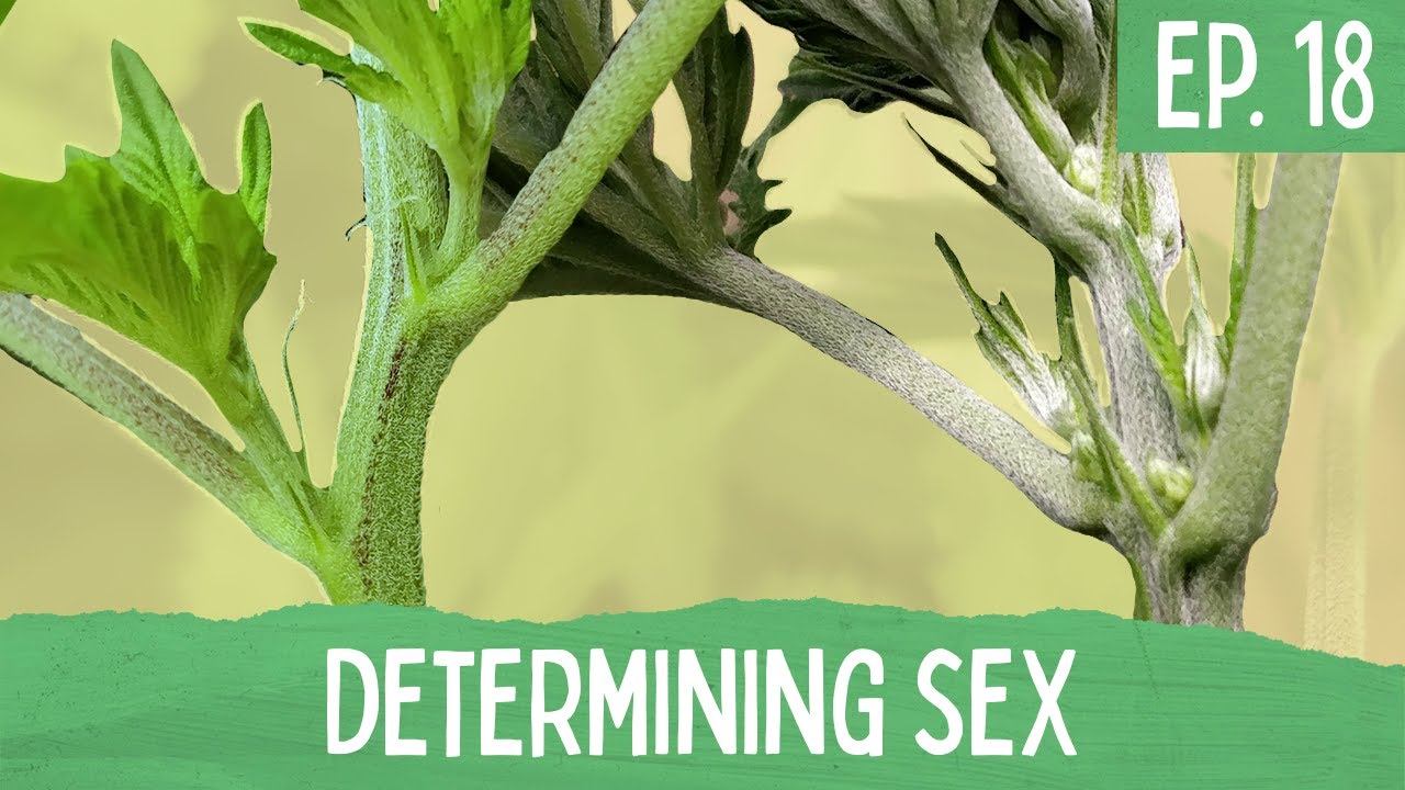 Ep. 18 - Determining Sex