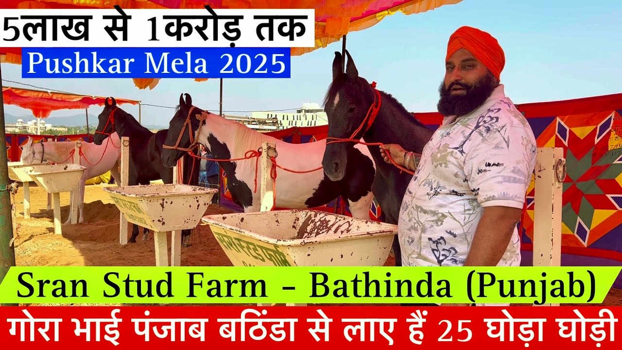 गोरा भाई बठिंडा से लाए हैं 25 घोड़ा घोड़ी 5लाख से 1करोड़ तक के घोड़ा घोड़ी !