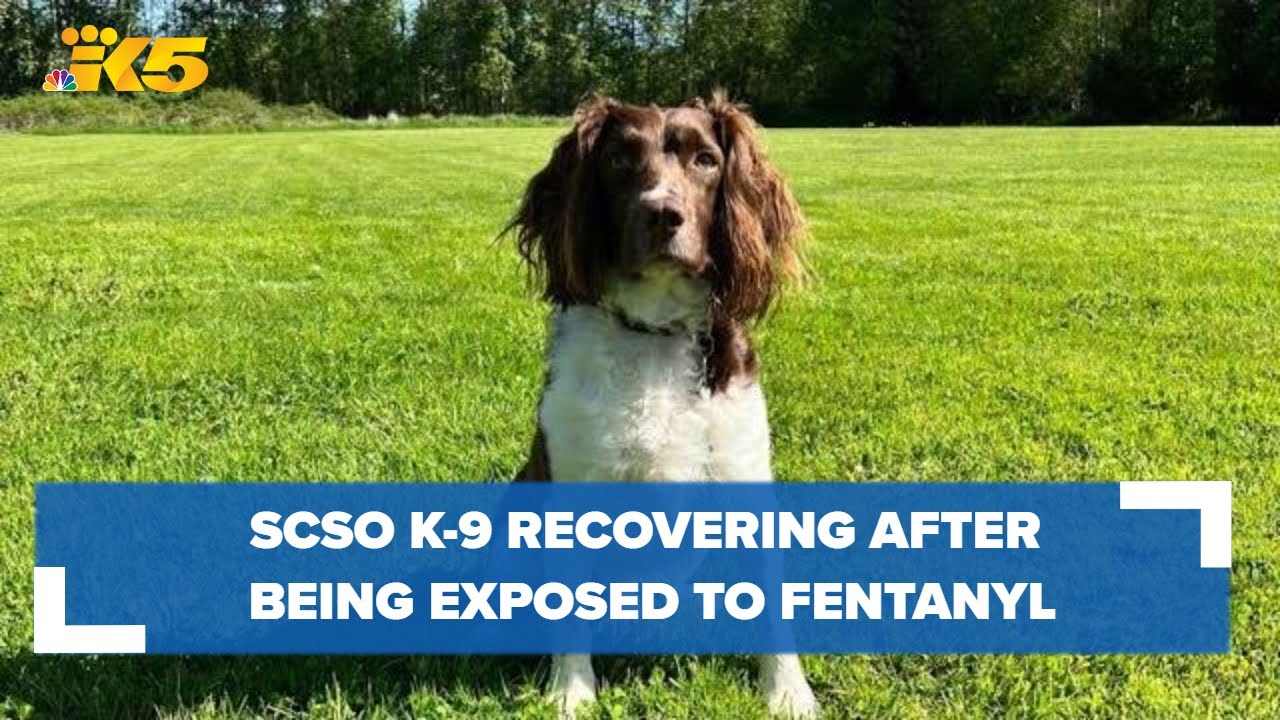 Snohomish County Sheriff's Department K-9 recovering after being exposed to fentanyl
