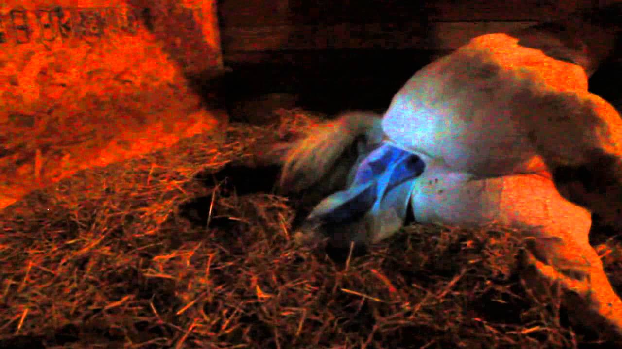 My Mare Foaling