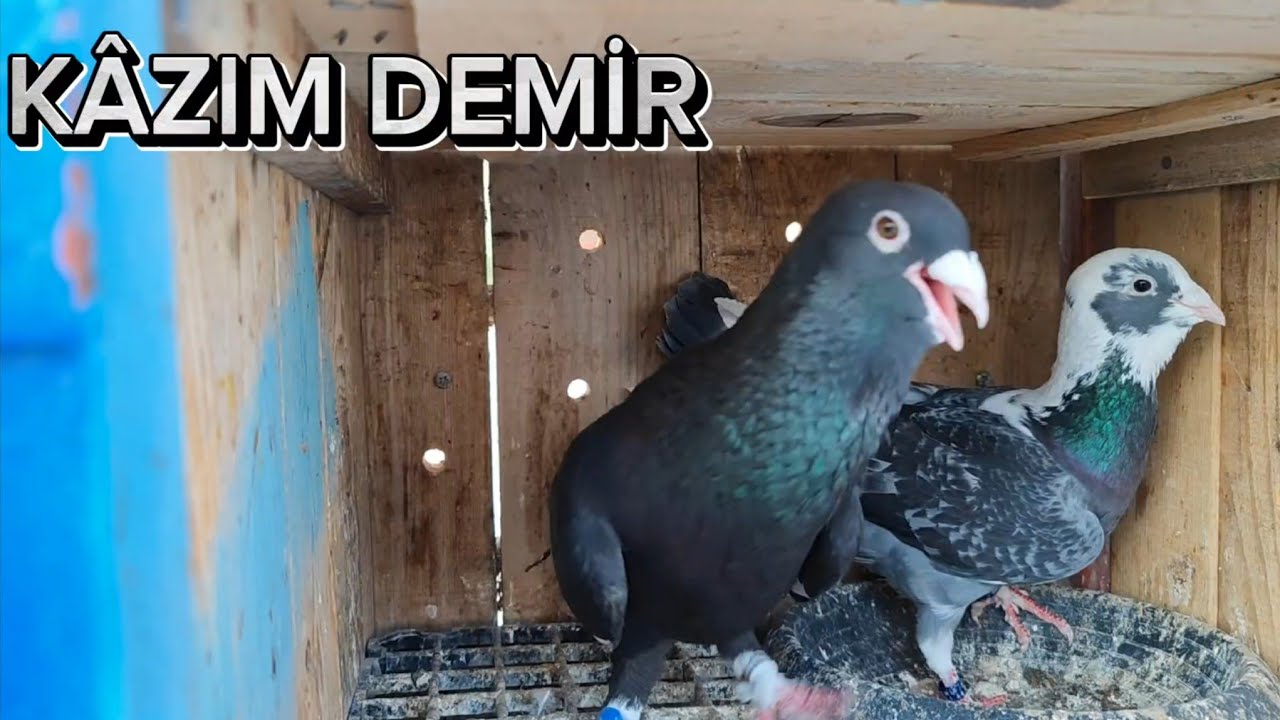 ADANA POZANTILI KÂZİM DEMİR ADANA GÜVERCİNLERİ
