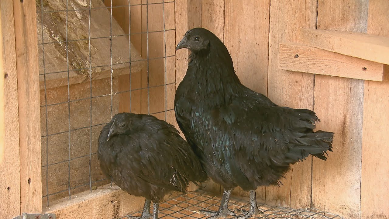 La semaine verte | Poules d'exception
