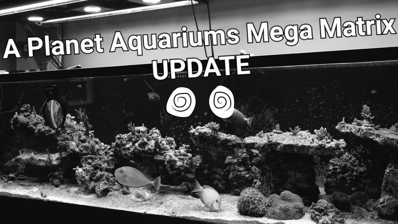 Reefing 66: Planet Aquariums Mega Matrix Reef Tank - Jam Packed UPDATE! Close up on all SPS Corals.
