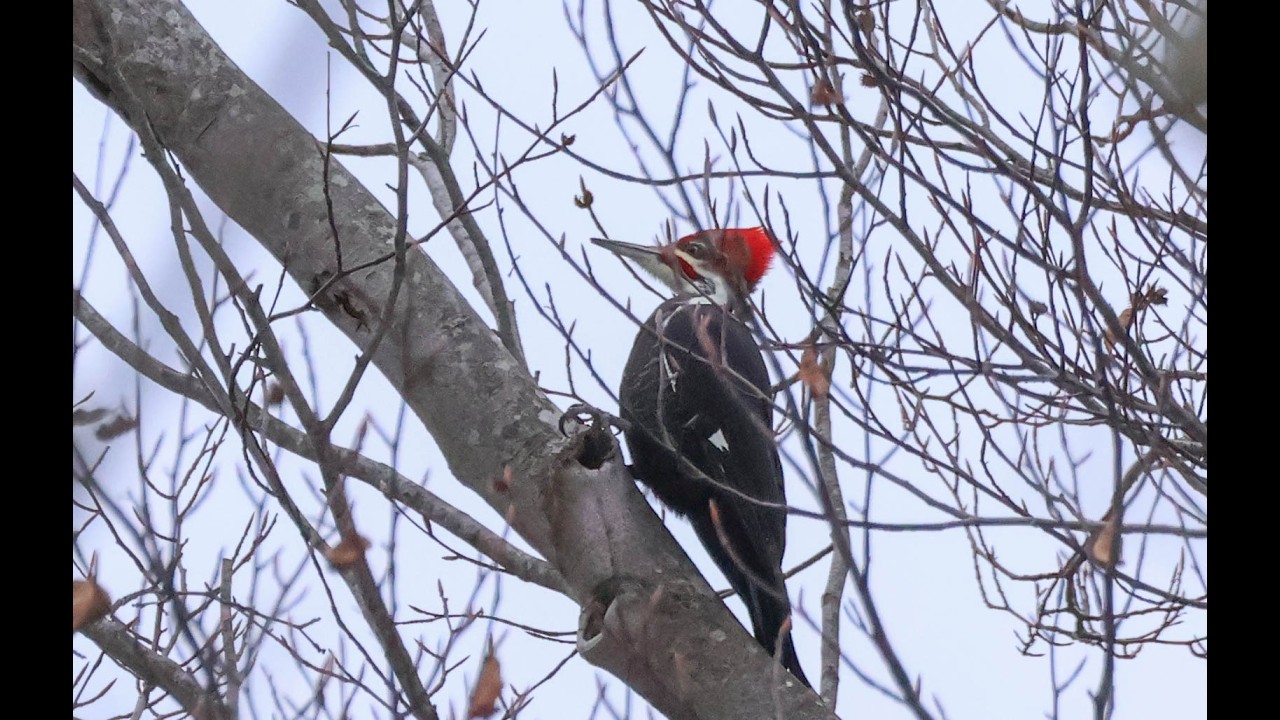 Hickory Run State Park Birding