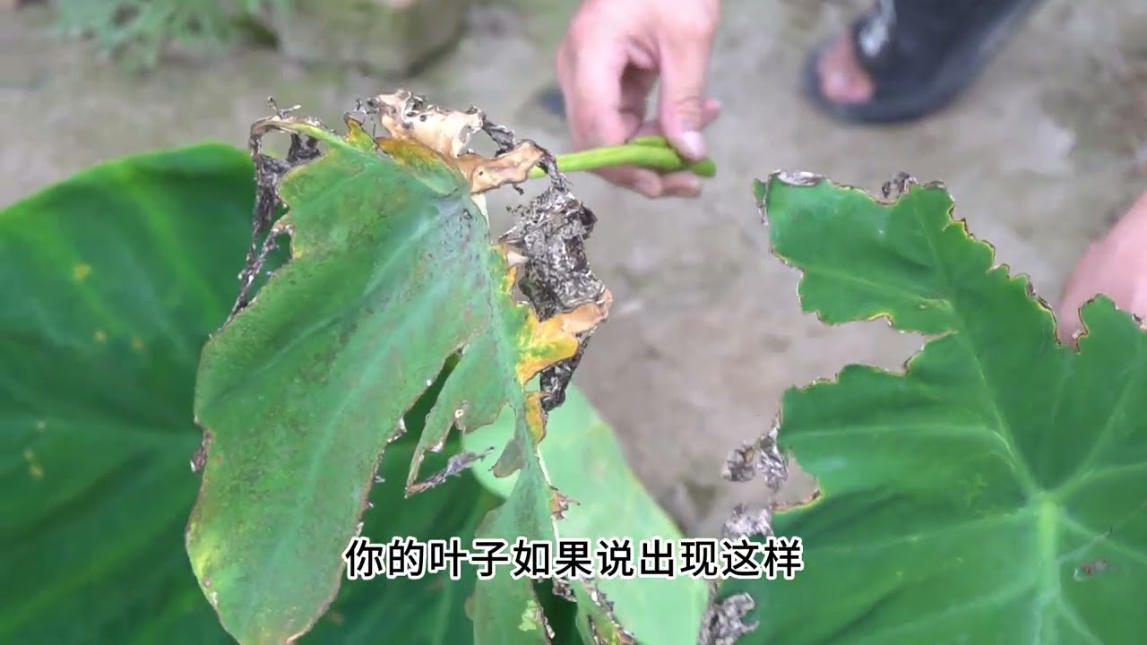 芋头在夏季如何预防高温烧焦