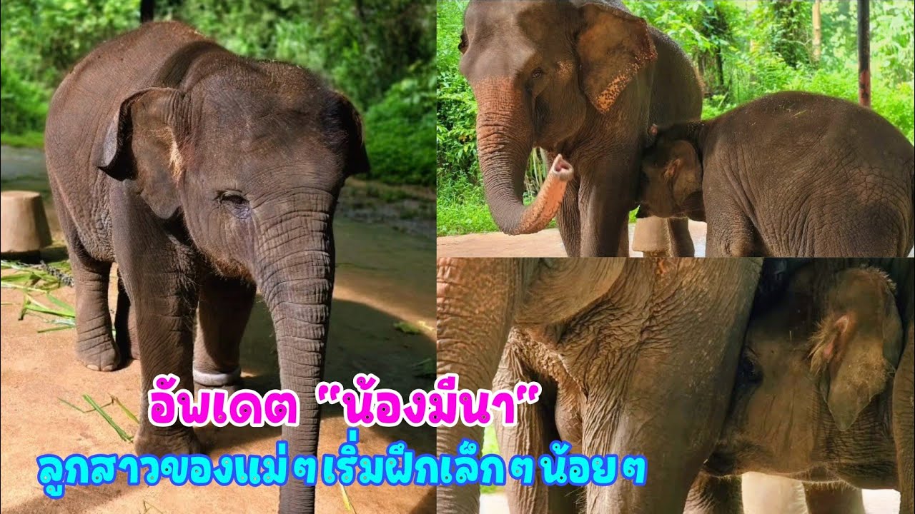 แม่ๆถามมาเยอะว่า น้องมีนา ตอนนี้เป็นยังไงบ้าง? หมอต๋องใจดีอัพเดตพร้อมรูปมาให้หายคิดถึงกันแล้วค่ะ