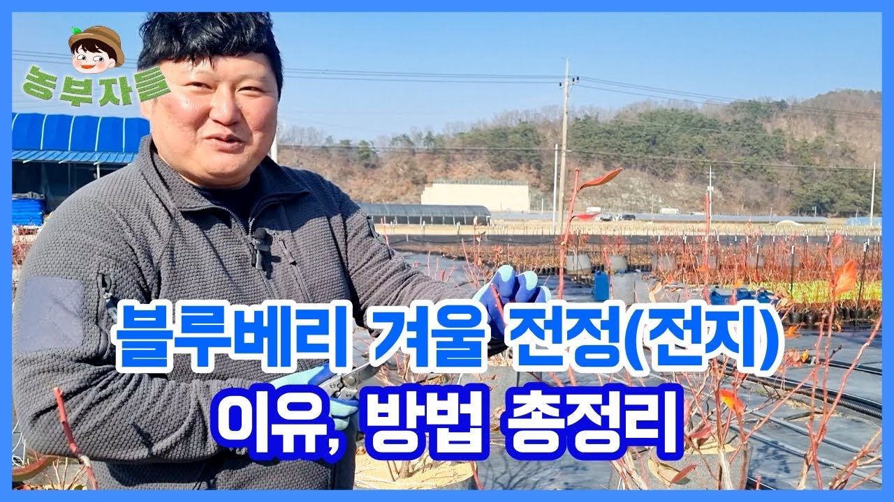 블루베리 나무 가치지기, 겨울 전정(전지) 하는법과 시기