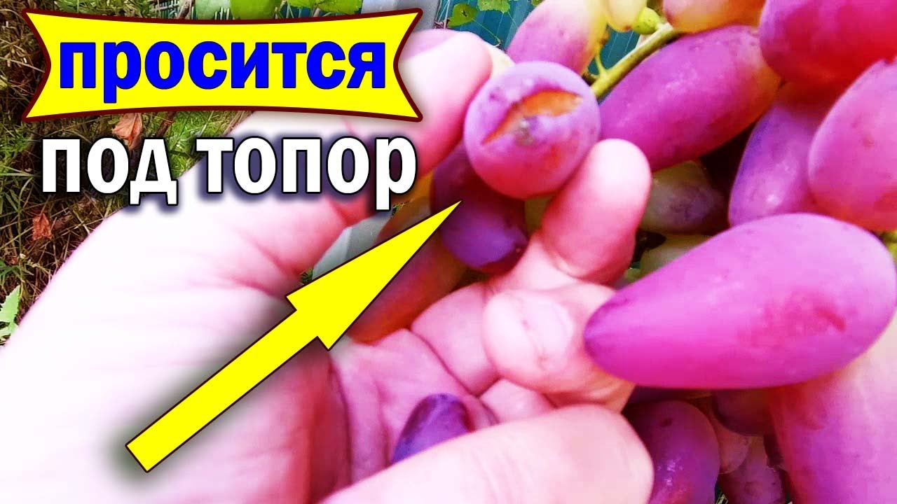 🔴🔴Ожидал Худшего после Длительной Засухи. Треск винограда после дождей.