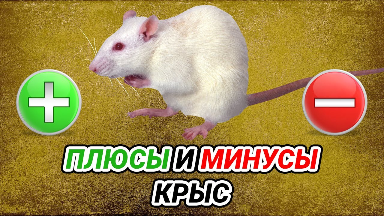 Домашние крысы - плюсы и минусы. Крысы как домашние животные