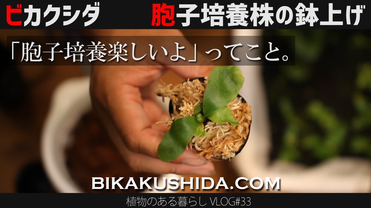 【ビカクシダの胞子培養の記録　鉢上げ  VLOG#33】ビカクシダ/コウモリラン/育て方/観葉植物/植物のある生活/spore