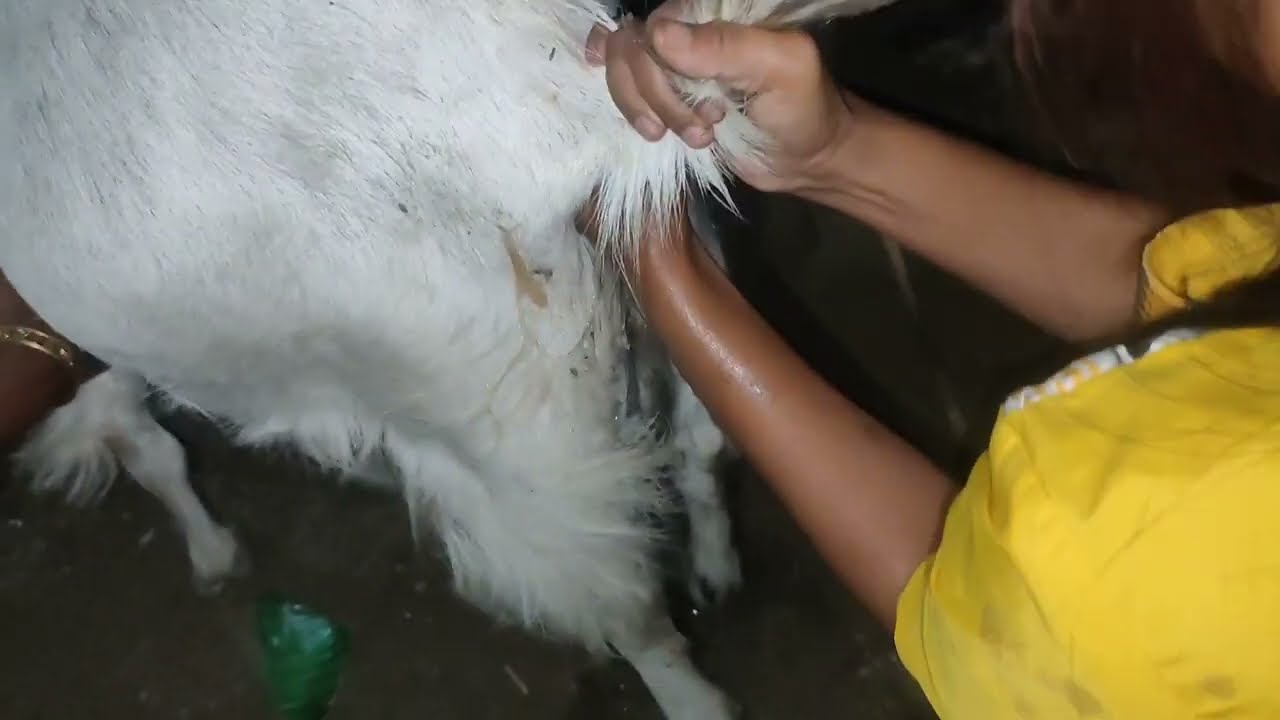 goat dystocia problem