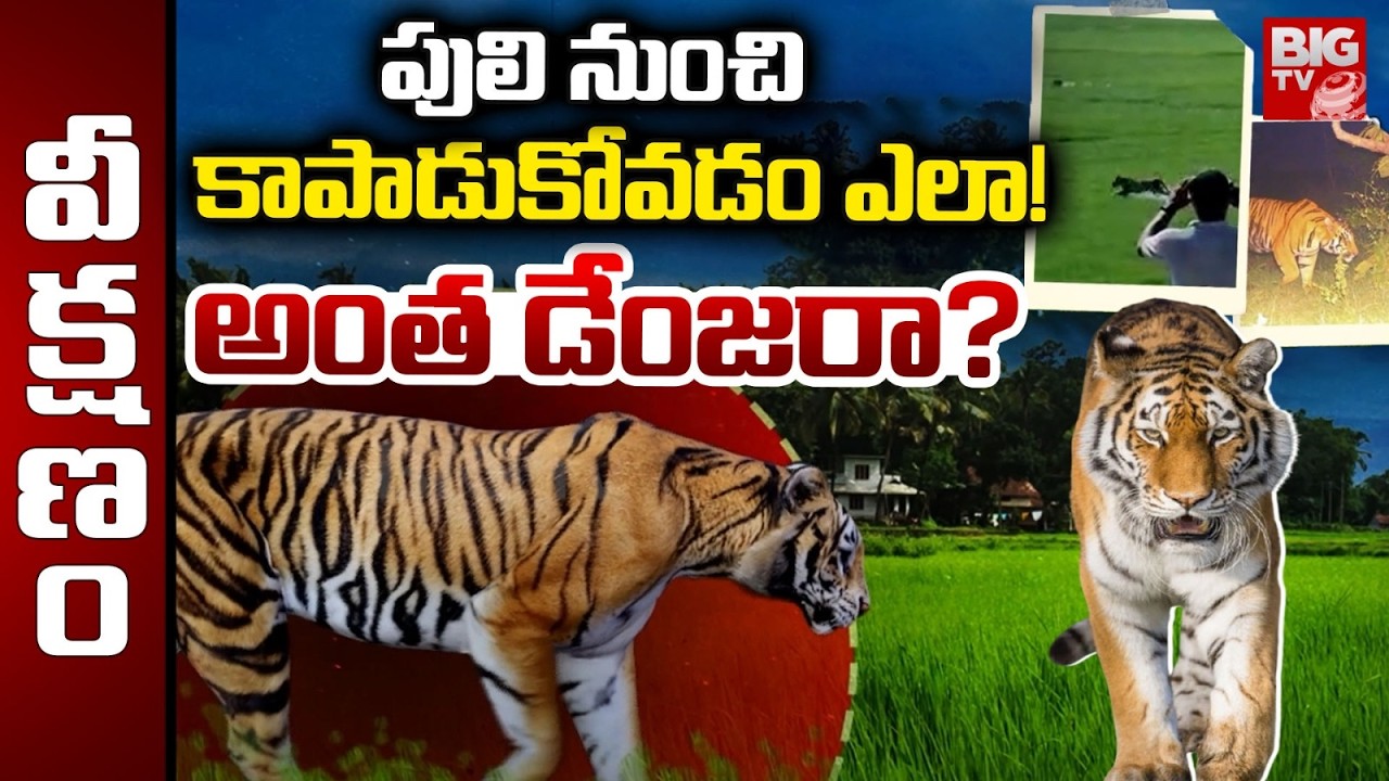 Tiger Tensions in Telugu States | Rajahmundry Tiger Search Operation | Tiger Halchal |  BIG TV