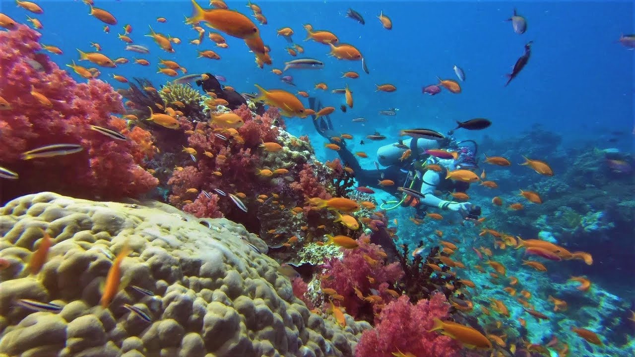 I have never seen colors like this! Rainbow Reef of Fiji!