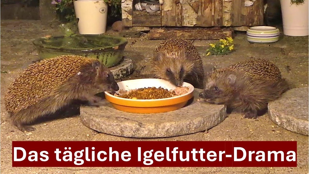 Igel-Charaktere am Fressnapf, warum manche Igel hungrig schlafen gehen müssen, Nr. 211