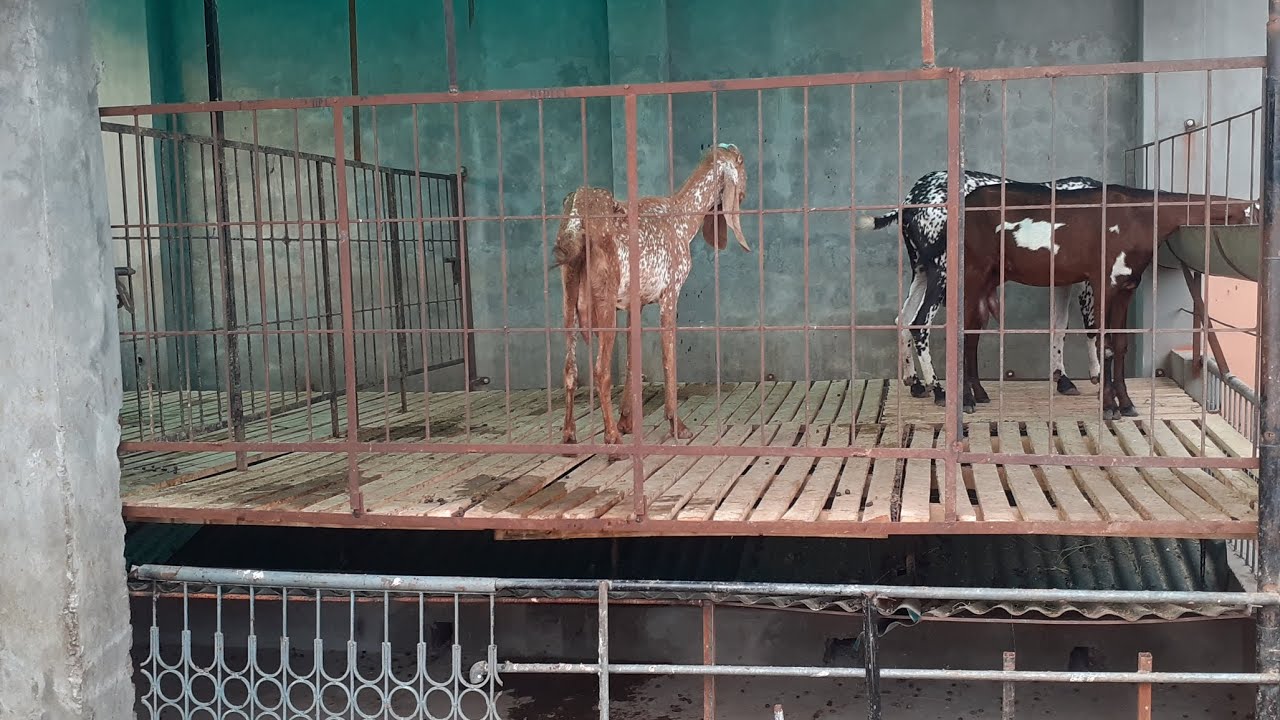 Experience of elevated shed || rooftop goat farm