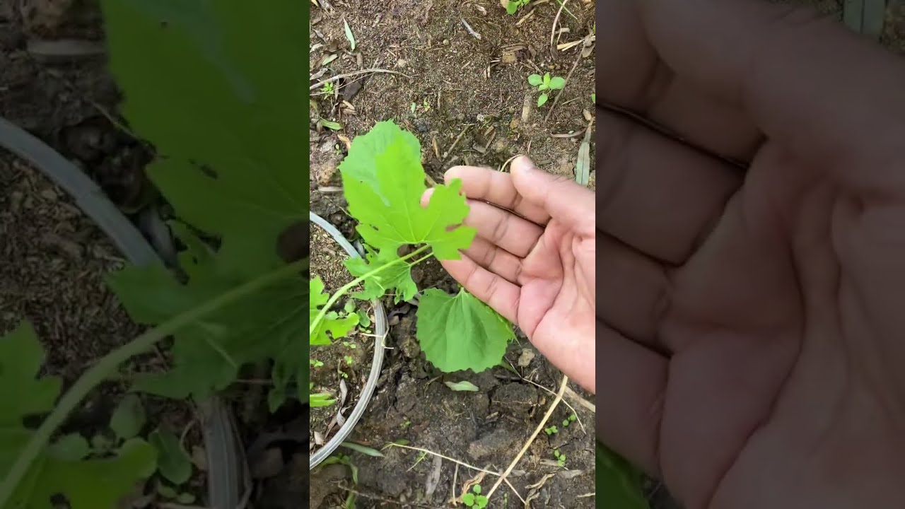 Bitter Gourd Leaf