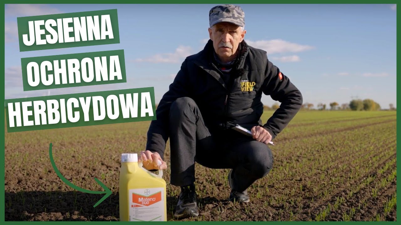 Jesienią zwalczaj chwasty w zbożach z Mateno Duo