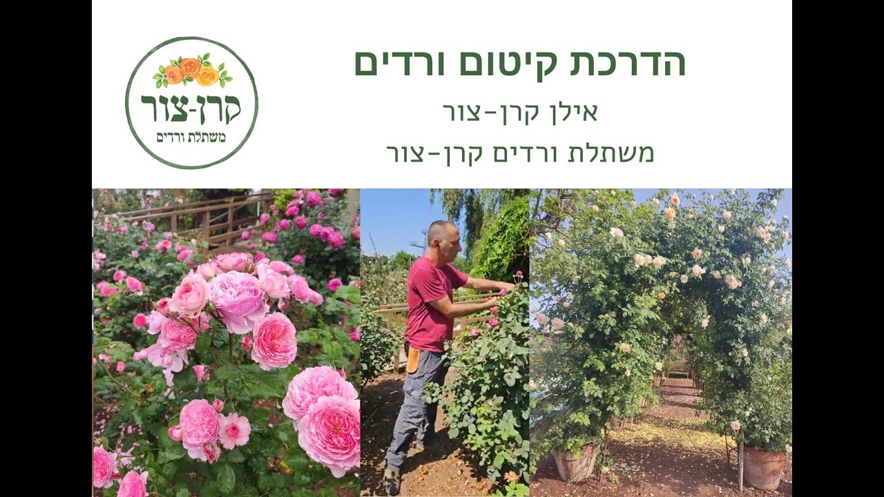 הדרכת קיטום ורדים של משתלת ורדים קרן-צור