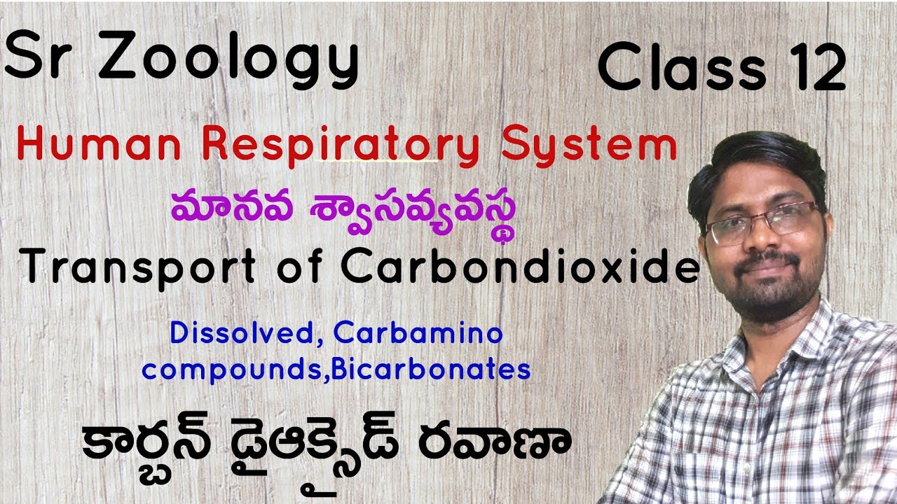 Transport of Carbondioxide | కార్బన్ డైఆక్సైడ్ రవాణా | Breathing and Exchange of Gases | Class 12