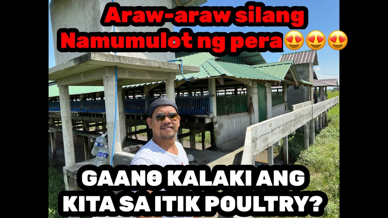 Magkano ang kita sa poultry ng Itik? Magkano ang puhunan?