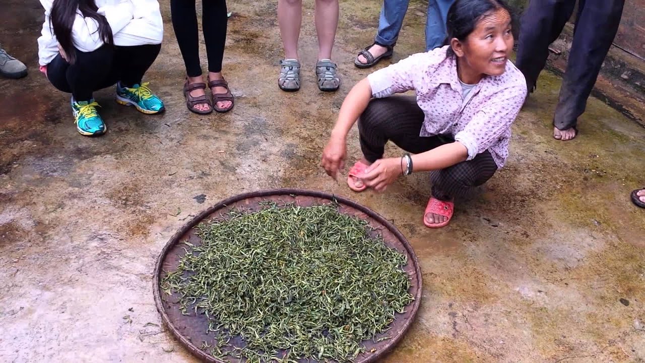 Tea Processing Part 2: Rolling