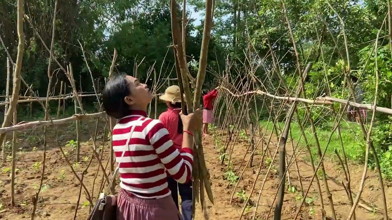 Battambang Village Finding Ants
