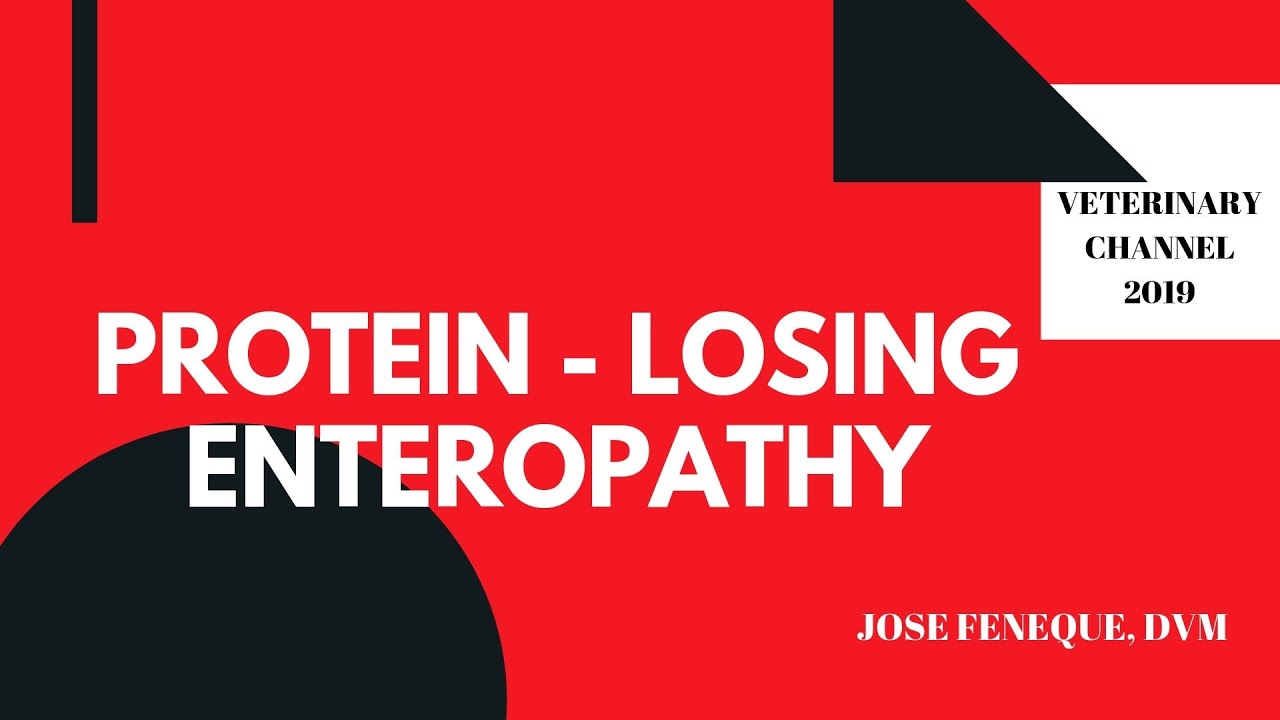 Veterinarian Explains: Protein Losing Enteropathy | Norwegian Lundehund Disease | Jose Feneque, DVM