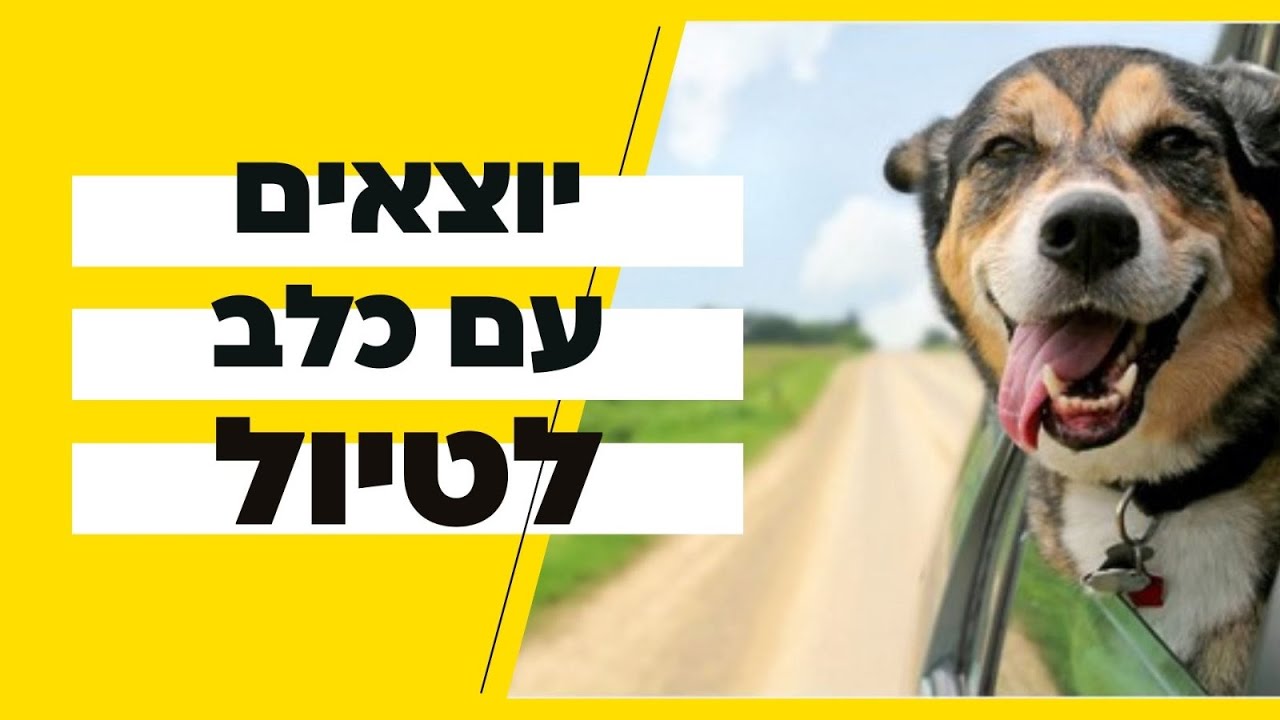 טיול עם הכלב | הטיפים הכי חשובים בטיול עם הכלב שלכם | לטייל עם החבר הכי טוב שלנו  | טל שלוש