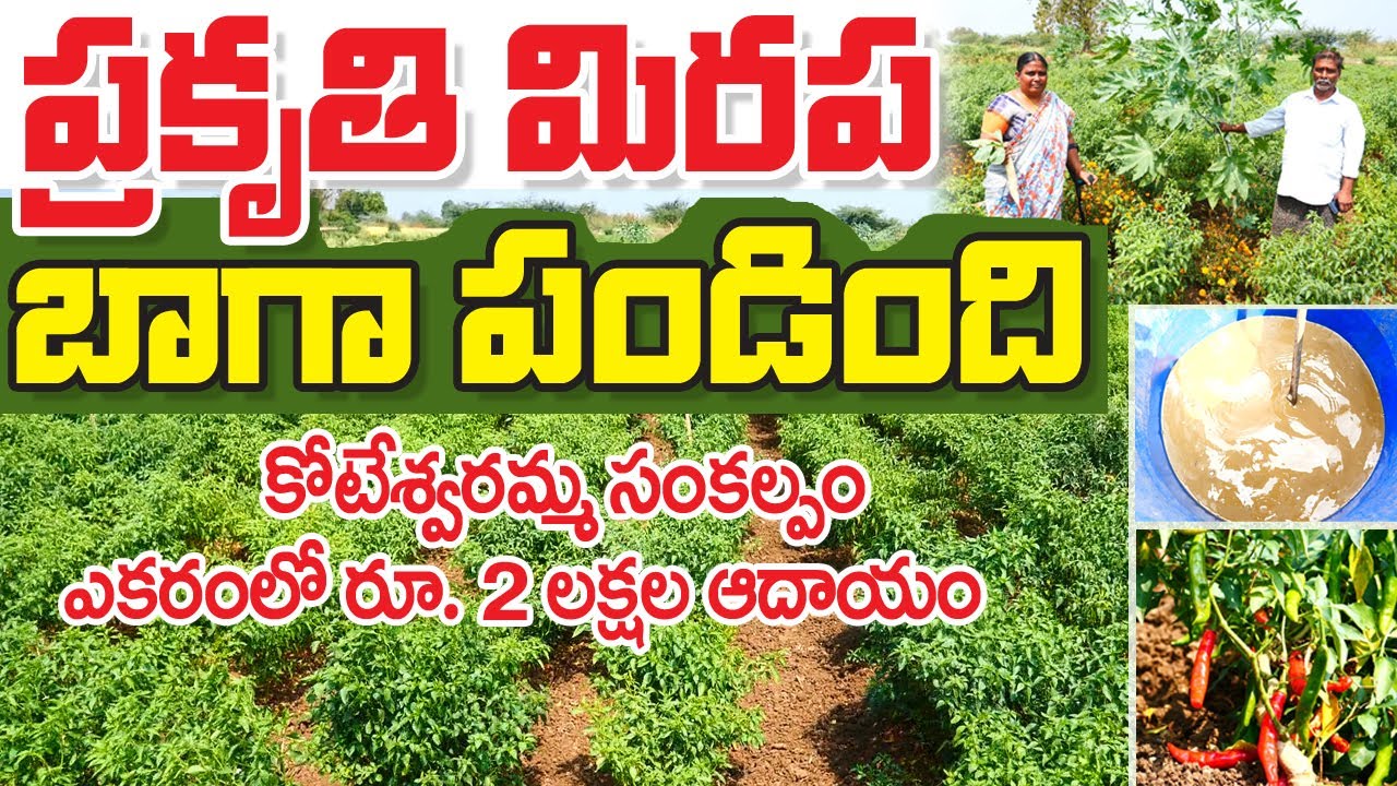 Mirchi Farming || సడలని సంకల్పానికి ప్రతిరూపం ఈ మహిళా రైతు || Koteswaramma|| 6301351363