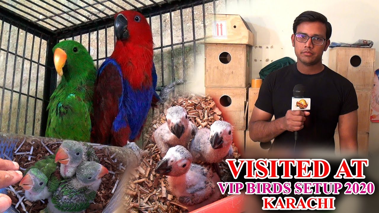 Gray Eclectus Suncanure Raw Parrots and chicks at VIP Birds Setup Video 2020 In Urdu/Hindi (JAIC)