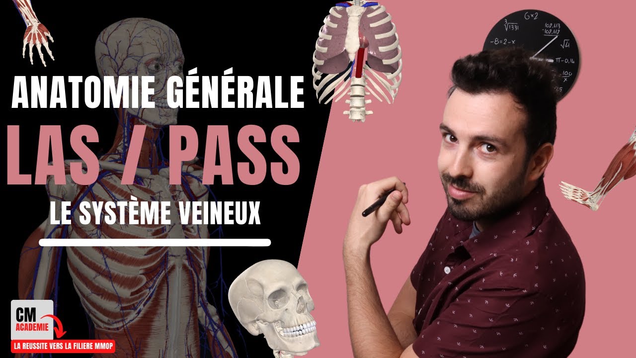 ANATOMIE GENERALE 🦴 : Le système veineux (veine cave, jugulaire, subclavière, iliaque, fémoral...)
