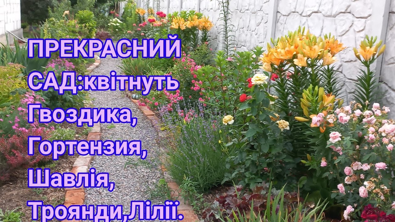 Мій ПРЕКРАСНИЙ САД у червні#сад#обзорсада#розы#троянди#гвоздика#шалфей#ирисы#дрглядзатрояндами#озеро