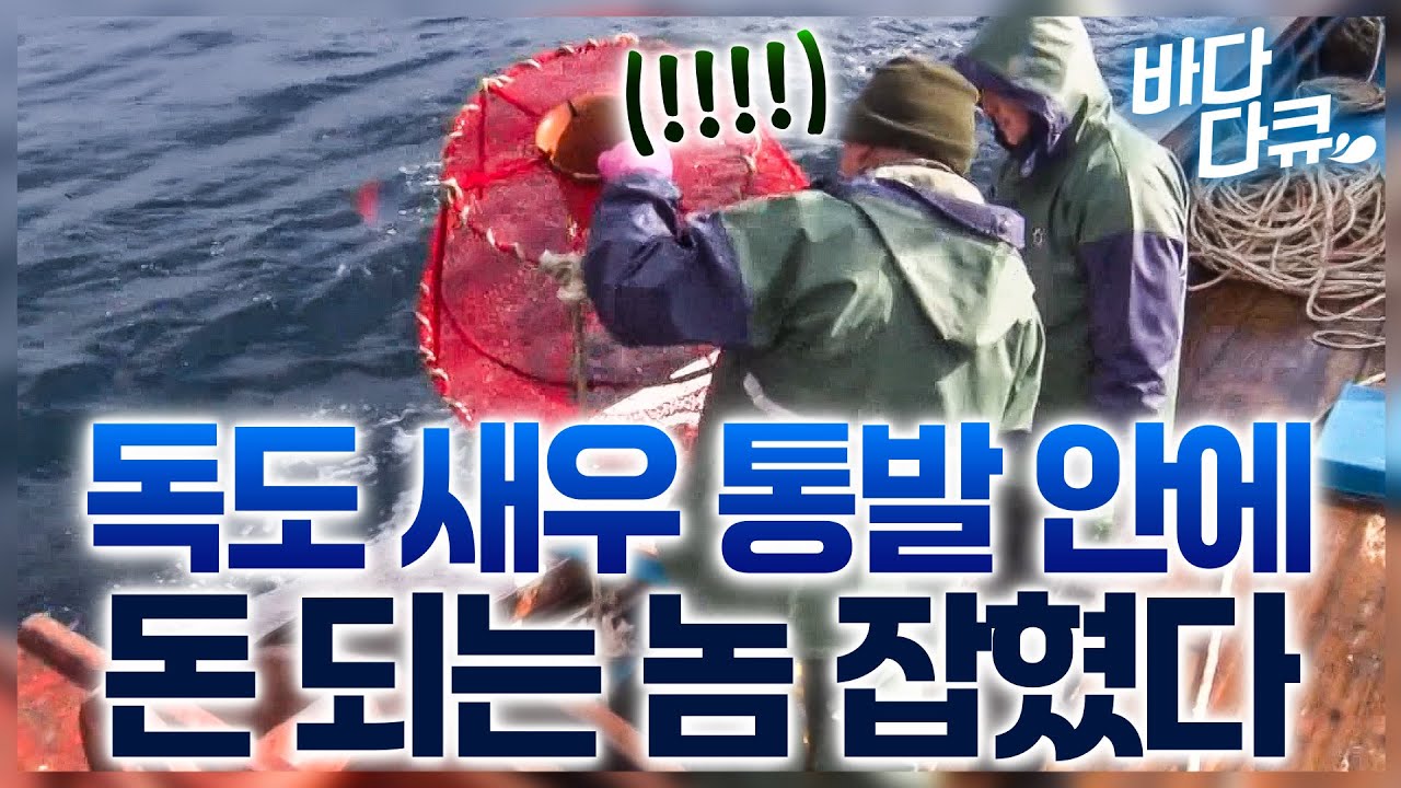 아무래도 우리 대박 난 것 같다. 통발 열자마자 술렁거리는 독도새우 갑판 / 한 마리 25,000원 울릉도 독도 새우를 잡아라 / #바다다큐