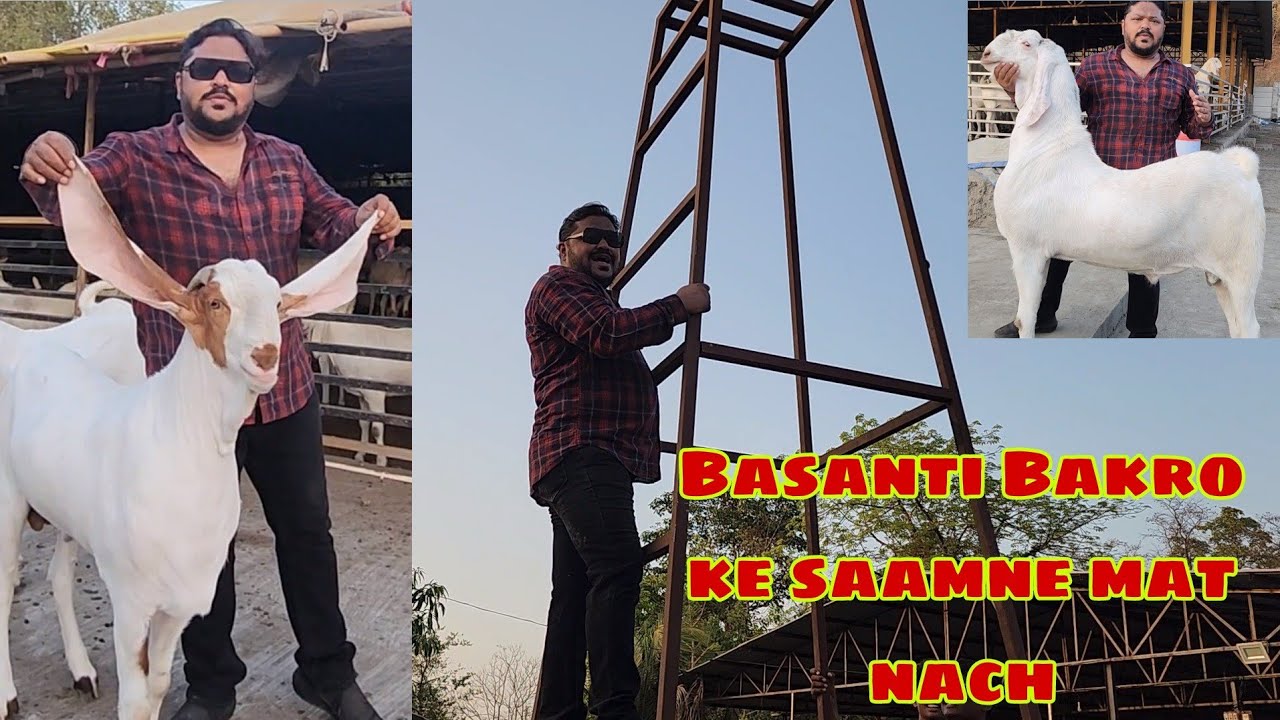 Bade Nayaab Bakre Dikhane Ke Liye Rehman Mistry Chade Tower Pe | ARM Goat Farm.
