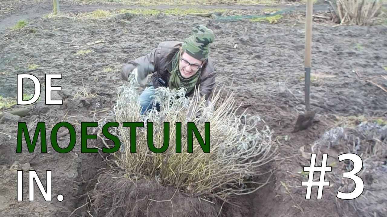De Moestuin In. vlog #3  - Ruzie met de salie, zaaien & een gerecht