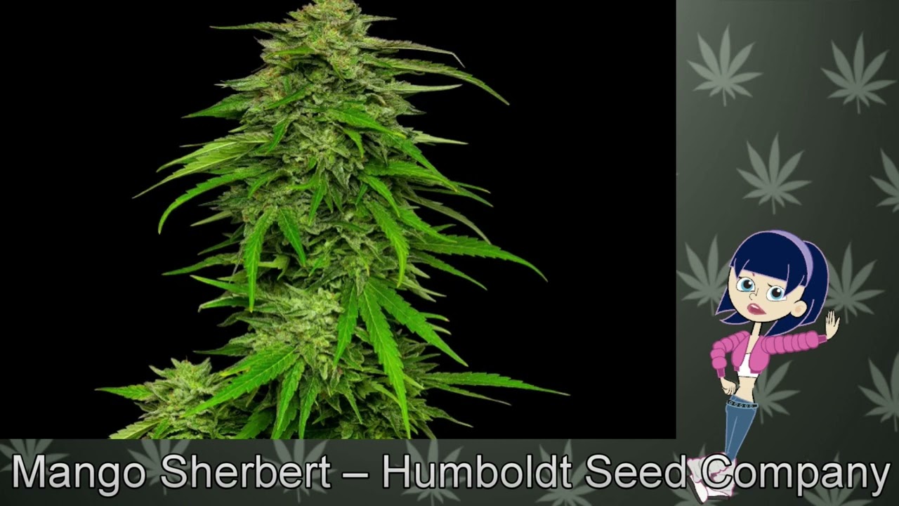 Mango Sherbert &ndash; Humboldt Seed Company