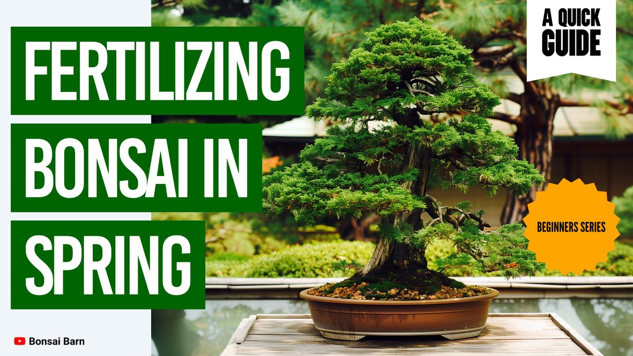 &ldquo;Fertilizing Bonsai in Spring: What, When, and How Much?&rdquo;