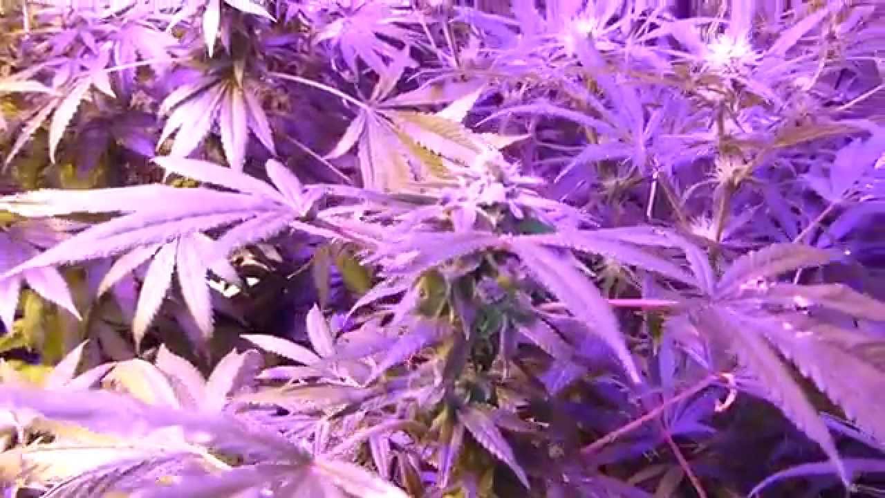 Wonder Kush Cannabis Grow - Update 6