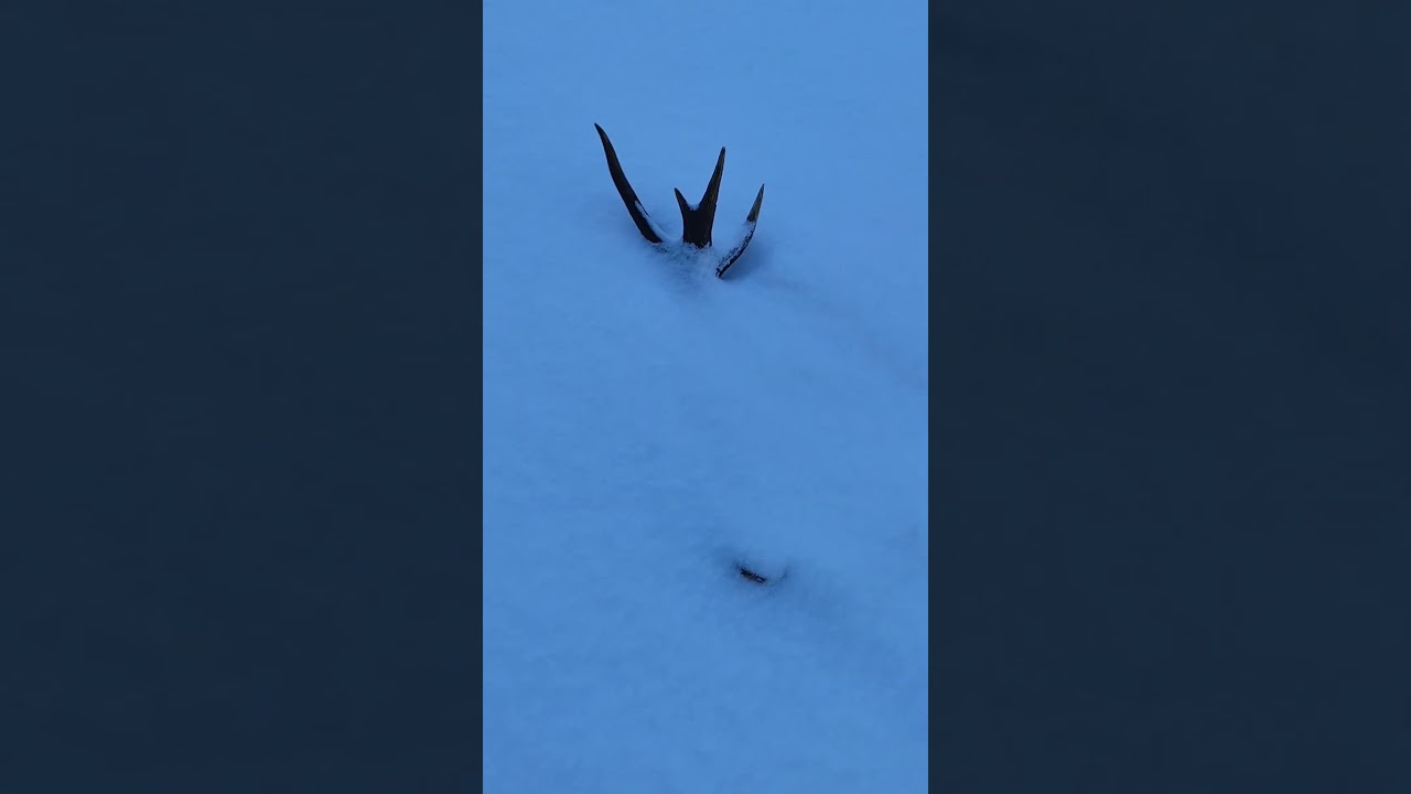 Kapitalna para od świetnego byka 🤯