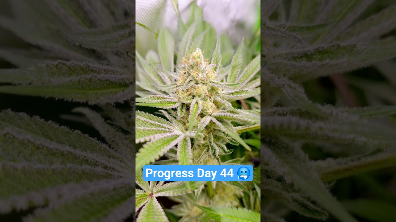 Progress in Living Soil - Frosty Buds without a single drop of fertilizer #420