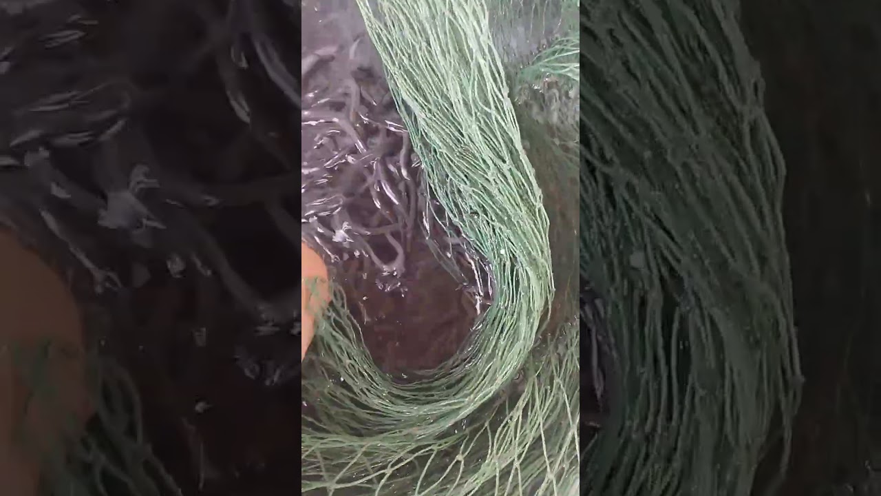 0358643048 size 500 cho chú khách tập nuôi 