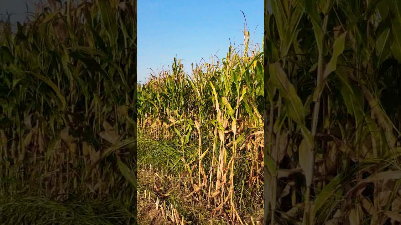 Silaza 2020- Corn Silage Harvest