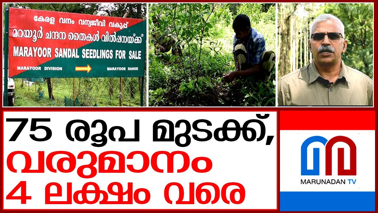 ചന്ദനം വളര്‍ത്തല്‍ ജനകീയമാക്കാന്‍ കര്‍മ്മ പദ്ധതി