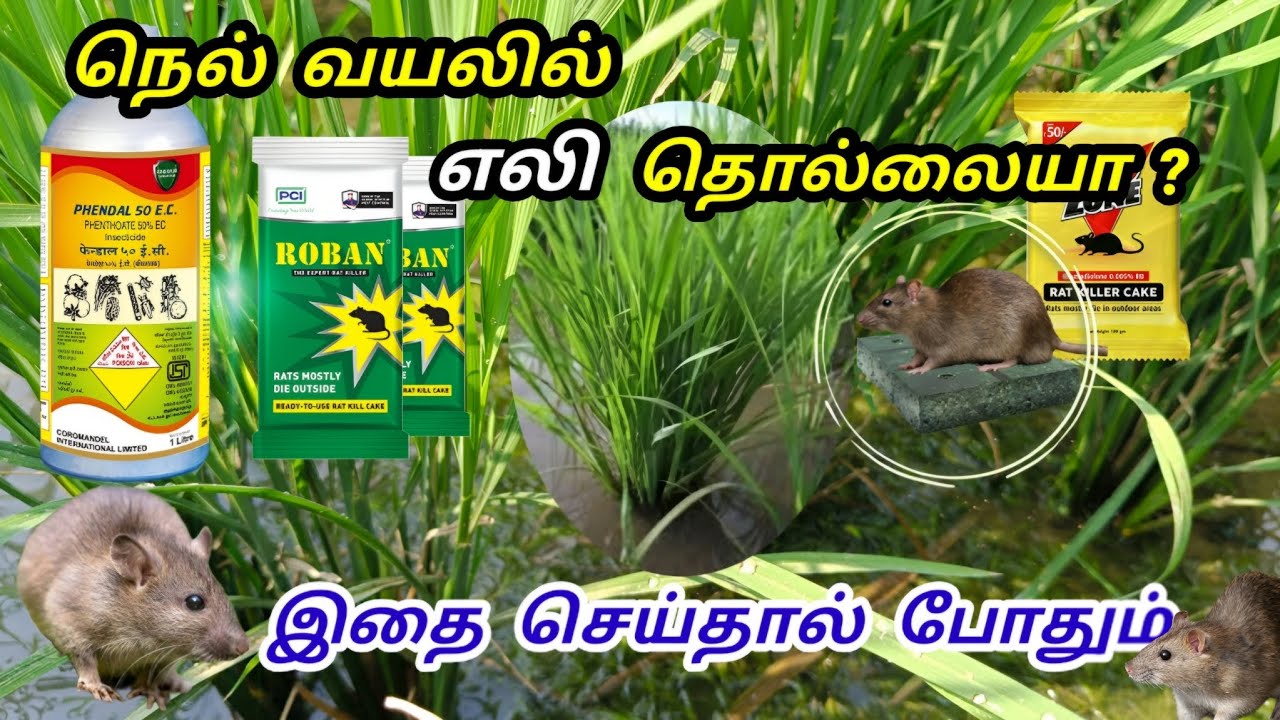நெல் வயலில் எலி தொல்லையா ? வாங்க பார்க்கலாம் | Rat Control in paddy | Tamil 