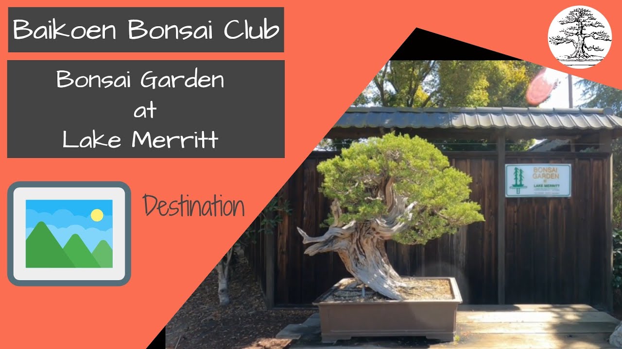 Bonsai Garden at Lake Merritt - Bonsai Destination - Baikoen Bonsai Club